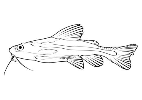 Striped Raphael Catfish (Platydoras Armatulus) Coloring Page